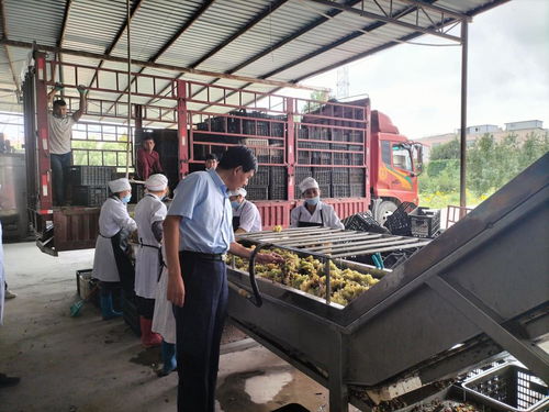 學(xué)黨史 辦實事 我校農(nóng)產(chǎn)品加工科技服務(wù)團隊赴阿瓦提刀郎慕薩萊思公司開展科技服務(wù)